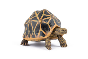 Strahlenschildkröten-Figur